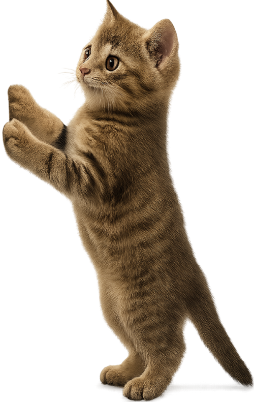 conito gatito